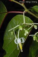 Image result for Alangium chinense