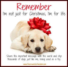 Remember That Dogs Aren T Presents They Re A Life Long And Infinitely Worthwhile Commitment Aromatherapy For Dogs Essential Oils Dogs Dog Benefits