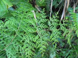 Image result for Lindsaeaceae