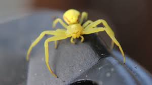 Image result for yellow sac spider bite skin