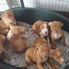 Maybe you would like to learn more about one of these? 23 American Bully Puppies Sale L2sanpiero