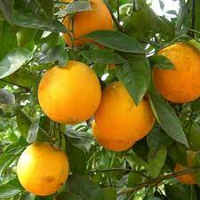 Follow these tips and advice, and you too can enjoy your very own home grown fruit. 2 3 Year Old 2 3 Ft Louisiana Sweet Hamlin Orange Tree Orange Tree Fruit Trees Kumquat Tree