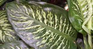 Dieffenbachia Care How To Grow And Care For The Dumb Cane Plant In 2020 Plants Dumb Cane Plant Dieffenbachia Care