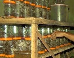 Sarang Semut Rang Rang Petani Herbal