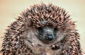 Max der igel hat es gut und verschläft die kalte. Vor Dem Winterschlaf Darum Geht Es Igeln Dieses Jahr So Gut Baden Wurttemberg Stuttgarter Nachrichten