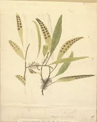 Image result for Pleopeltis macrocarpa