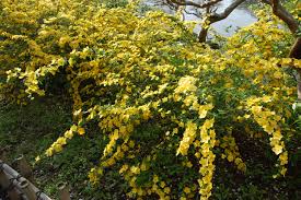 Image result for Kerria japonica