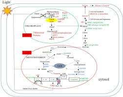 We did not find results for: Frontiers Impacts Of High Atp Supply From Chloroplasts And Mitochondria On The Leaf Metabolism Of Arabidopsis Thaliana Plant Science