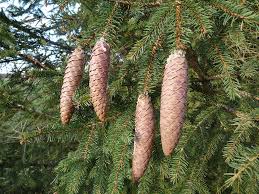 Established norway spruce trees are somewhat tolerant of drought, but will benefit from deep watering when rainfall is less than 1 inch per week. Norway Spruce Facts Growth Rates Diseases Pictures