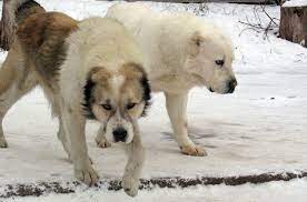 This is a functional working animal, and requires a functional form; Central Asian Shepherd Dog Breed Information And Pictures Petguide