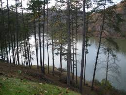 Members can access discounts and special features. Best Camping In Dale Hollow Lake The Dyrt