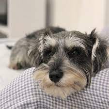 Pin By L O On Dogs In 2021 Schnauzer Puppy Miniature Schnauzer Puppies Mini Schnauzer