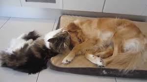 Adopt your own golden retriever puppy today! Funny Maine Coon Plays With His Golden Retriever Funny Pet Video Youtube