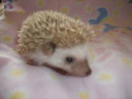 Baby Hedgehogs For Sale Baby Hedgehogs For Sale Adoption From Oshawa Ontario Toronto Adpost Baby Hedgehog Hedgehog For Sale Baby Hedgehogs For Sale