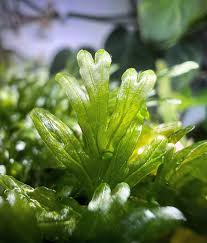 Image result for Crepidomanes