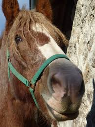 Le produit final plus homogène et inodore présente des risques faibles de pollution par les nitrates. Un Bon Tas De Fumier De Cheval Le Bonheur Au Potager