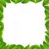 Colorful glowing border with leaves nature design vector illustration. 1