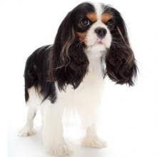 Характер и стандарты собаки кавалер кинг чарльз спаниель. Kavaler King Charlz Spaniel Foto Opisanie Porody Istoriya Uhod