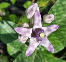 Image result for Calotropis gigantea