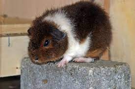 Rex Guinea Pig All The Facts That You Should Know