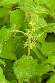 Image result for Parietaria debilis