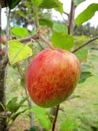 Fruit trees that grow well in the desert area. Plant Me Green Anna Apple Apple Trees
