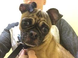 Features and shout outs available. Pin On Gayweho Dogs4u