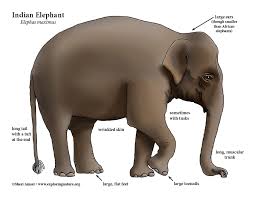 Similar documents we think you'll enjoy on abcteach. Elephant Asian Or Indian