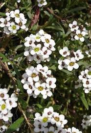 Triangular in outline, mostly on large petioles which are expanded at base, appearing almost fernlikeflower: Alyssum Alyssum Seed Lobularia Maritima Seed Heirloom Untreated Sustainable Vegetable Seeds Bountiful Gardens Bountiful Garden Alyssum Annual Flowers