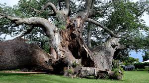 We did not find results for: Africa S Strangest Trees Are Stranger Than Thought And They Re Dying Mysteriously Science Aaas