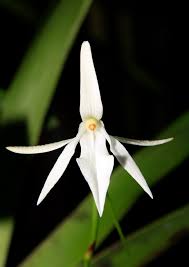 Image result for Jumellea usambarensis