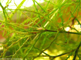 Image result for Najas horrida