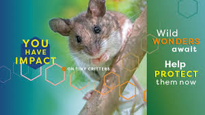 Image result for Oxycaryum