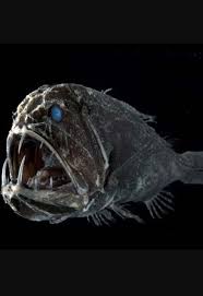 Most Terrifying Deep Sea Creatures List In The Pitch Black Depths Of The Ocean Where The Pressure Can Be Dozens Deep Sea Creatures Sea Creatures Art Deep Sea