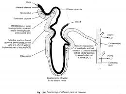Pin On Lifes Process