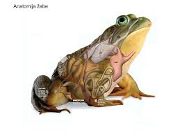 Saat duduk di bangku sekolah pasti kita pernah mempelajari tentang contoh hewan invertebrata dan vertebrata di sini kita akan mengulas kembali seluruhnnya. Ppt Kraljesnjaci Vertebrata Powerpoint Presentation Free Download Id 3344051