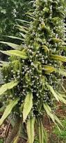 Image result for Echium