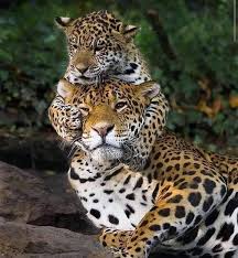 Animal World Will Teach To Us Sometimes Good Lessons This Is One Of Them Hope Animal Animalworld Exploreasia Cute Animals Animals Animals Beautiful