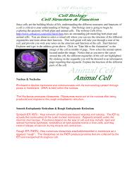 Cells alive meiosis phase worksheet answers. Answer Key For Cells Alive