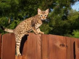 En Buyuk 5 Kedi Cinsi My Animals