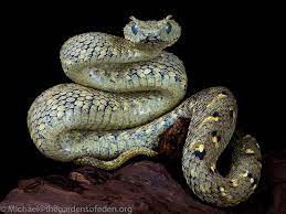 Usamba Bush Viper Atheris Cerataphora Amphibians Animal Photo Animals