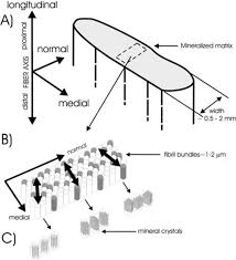 Your tendons are under a lot of tension when you exercise, especially when you do explosive activities like sprinting and jumping. Sketch Of The Hierarchical Structure Of Mineralized Turkey Leg Tendon Download Scientific Diagram