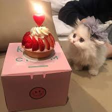 This is happy birthday kittens by naama tobias on vimeo, the home for high quality videos and the people who love them. Happy Birthday Kitten 9gag