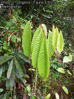 Image result for Anthonotha macrophylla