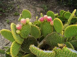 The fluorescent light is one of the best for growing cactus for a number of reasons. How To Grow And Care For A Bunny Ears Cactus World Of Succulents