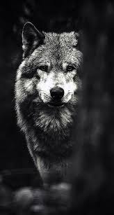 wolf wallpapers iphone wallpaper