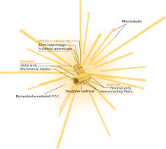 Image result for Centrostigma
