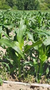 Understand The Differences Between Yellow, White, And Bicolor Sweet Corn |  Syngenta Vegetable Seeds Global