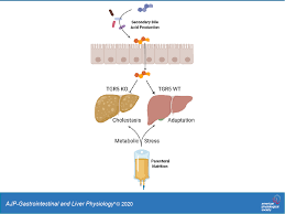 Tgr5 Signaling Mitigates Parenteral Nutrition Associated Liver Disease American Journal Of Physiology Gastrointestinal And Liver Physiology
