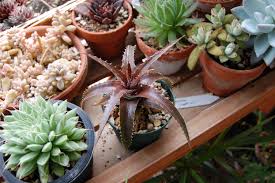 Image result for Dyckia